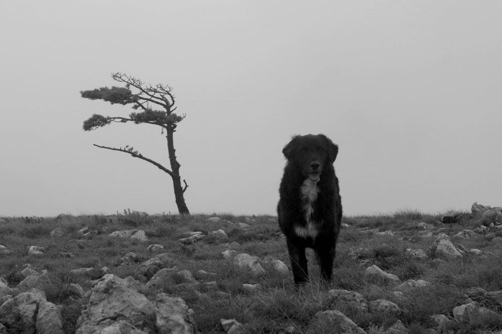 Photograph by Damir Gržin