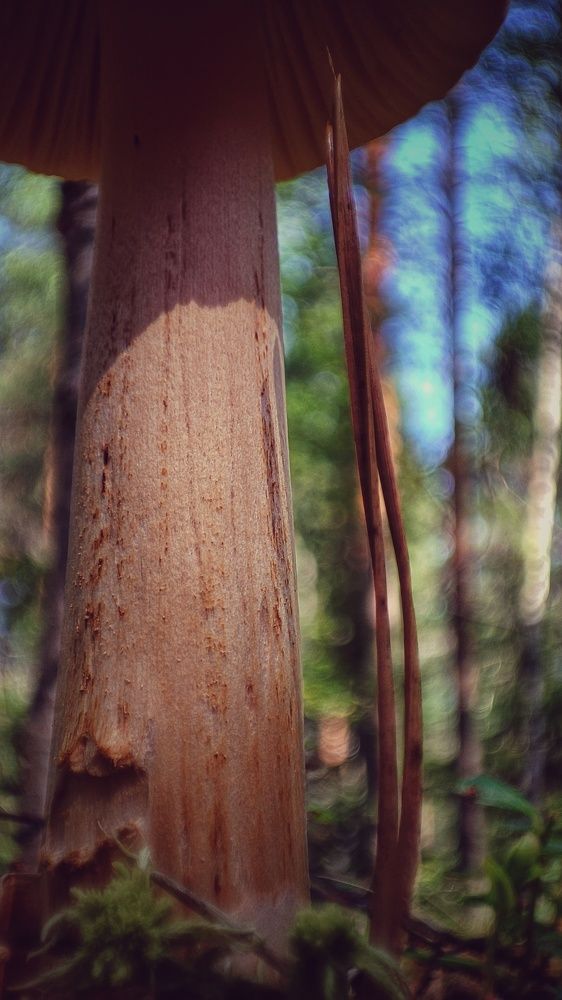 Photograph by Наталья Калюнова