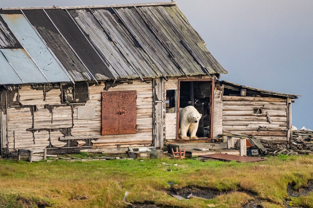 В далёкой Арктике