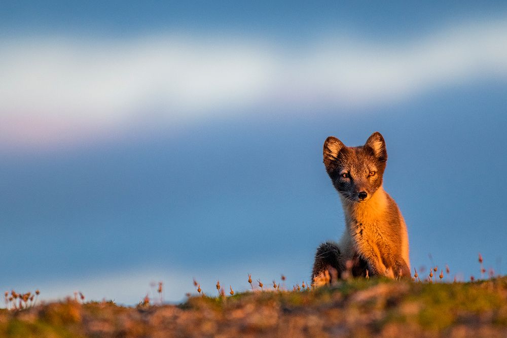 Песец на Новой Земле