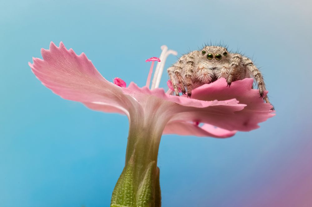 Photograph by Abolfazl Arab