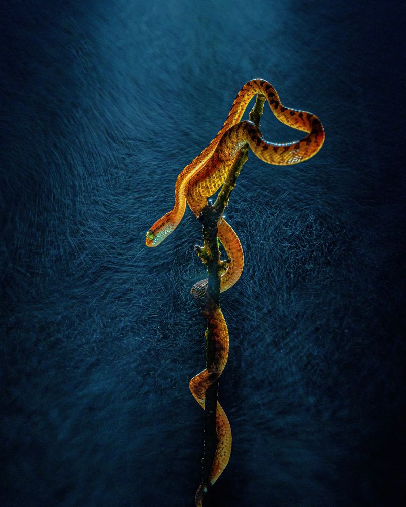 Wrathed inside a silk Cocoon