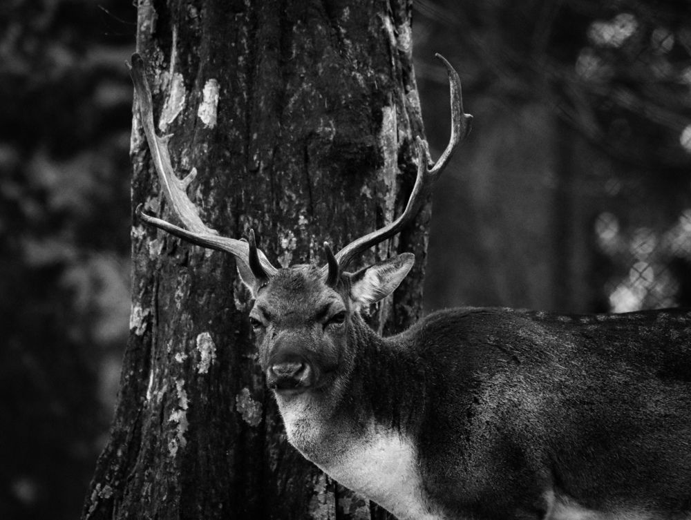 Photograph by Giuseppe Catalano