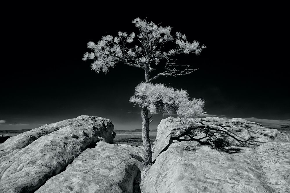 Photograph by Morring David