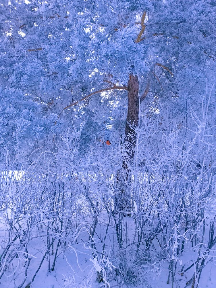 Photograph by Полина Коннова