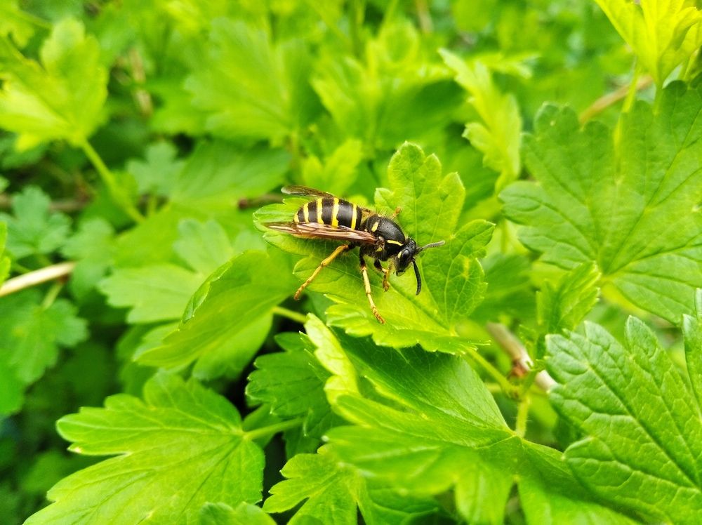 Оса, грызущая лист крыжовника