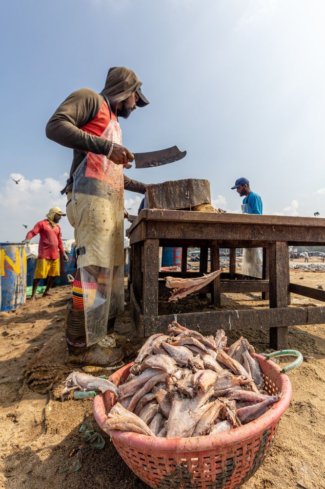 Photograph by Umesh Ranasinghe