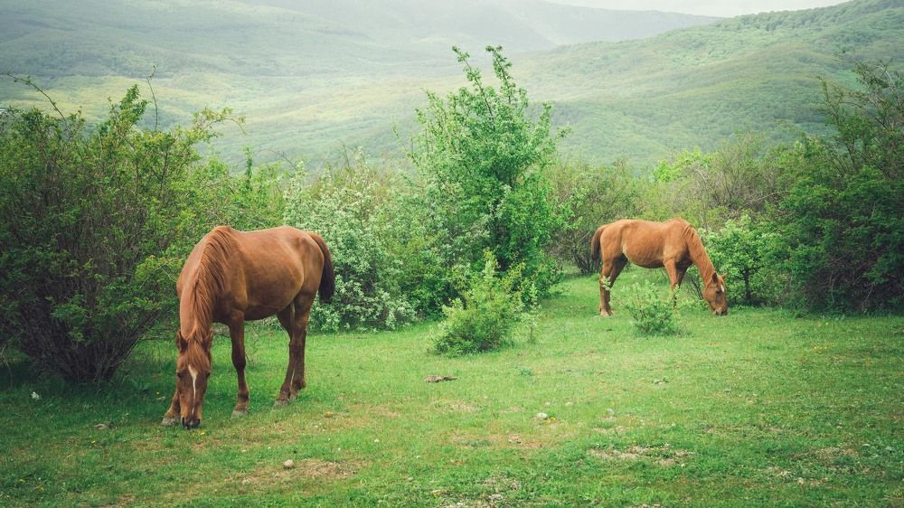 Photograph by IAROSLAV ZEMLIANSKII