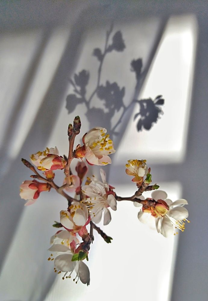 Photograph by Елена Галкина