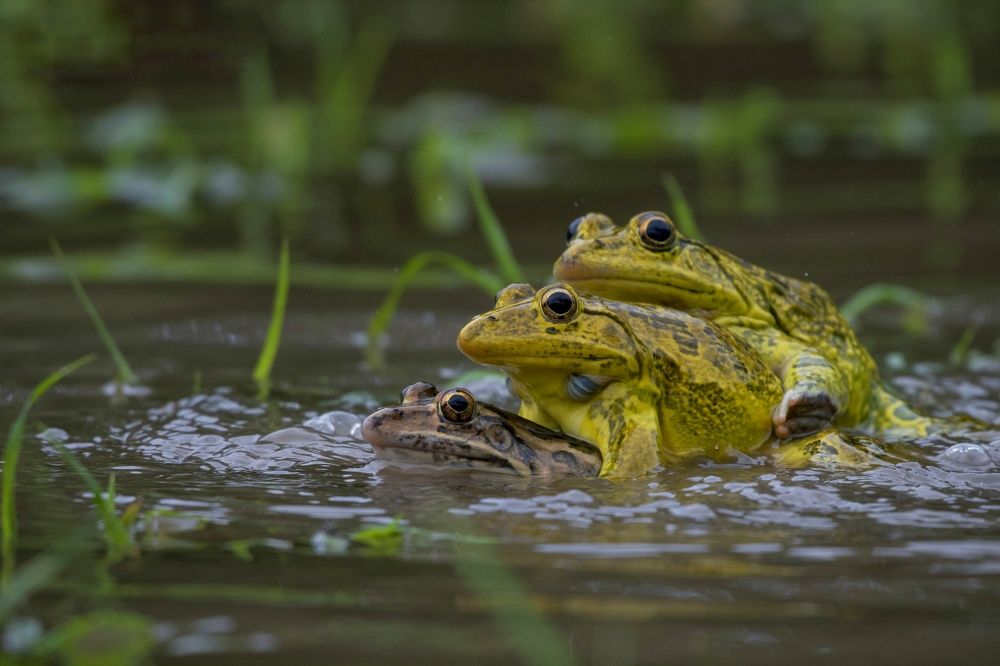 Photograph by Susanjit Saha