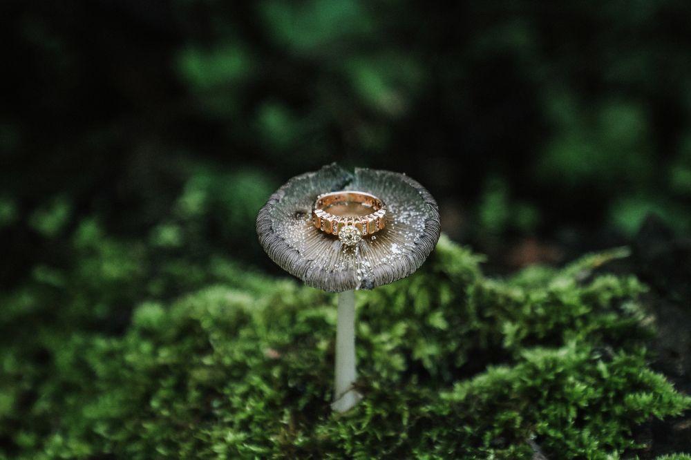 Фотография автора hamze dashtrazmi