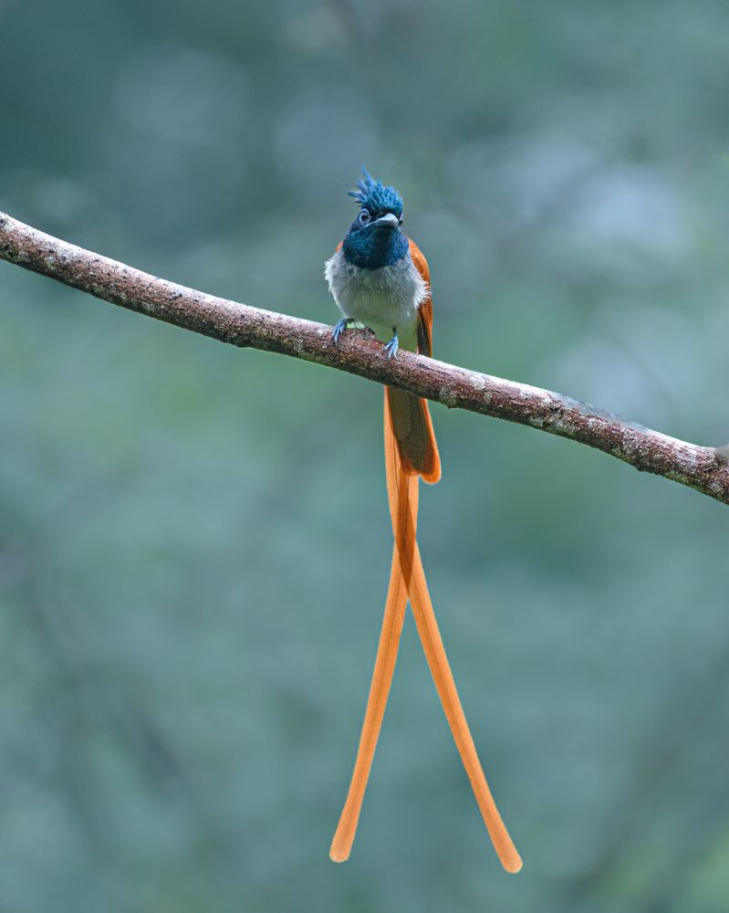 Indian Paradise Flycatcher