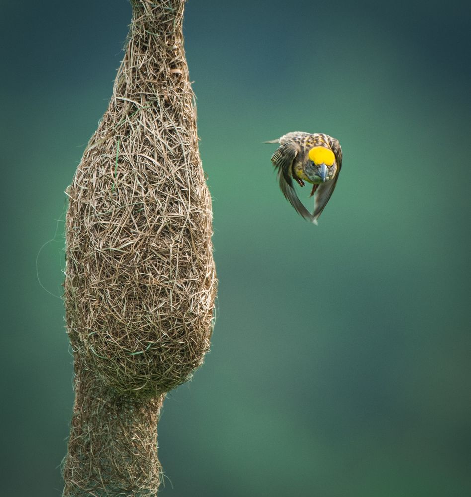 Baya Weaver