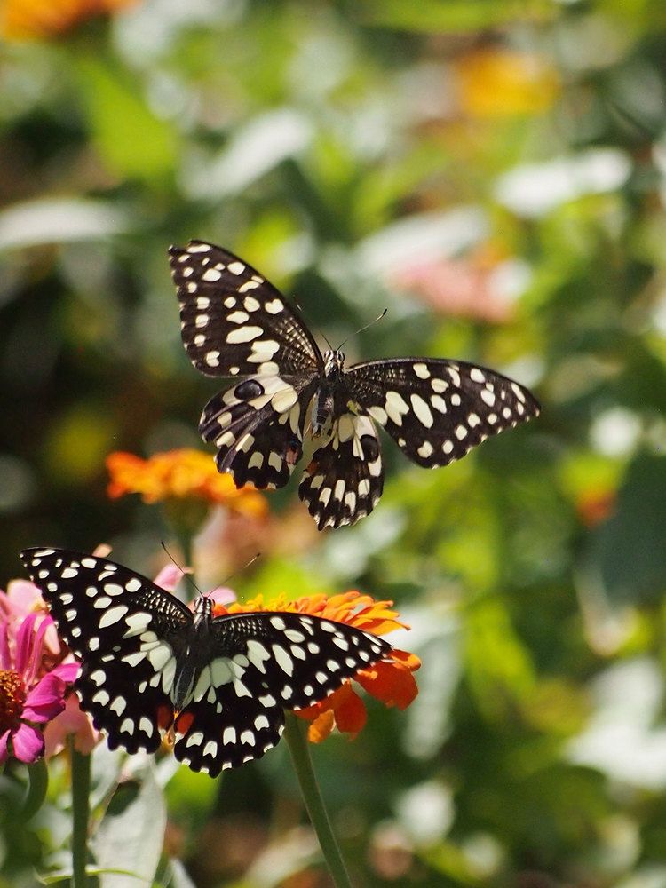 Photograph by Farid Ataei