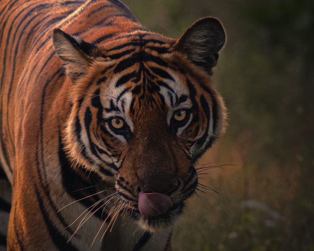 Photograph by Prathik Jagadish