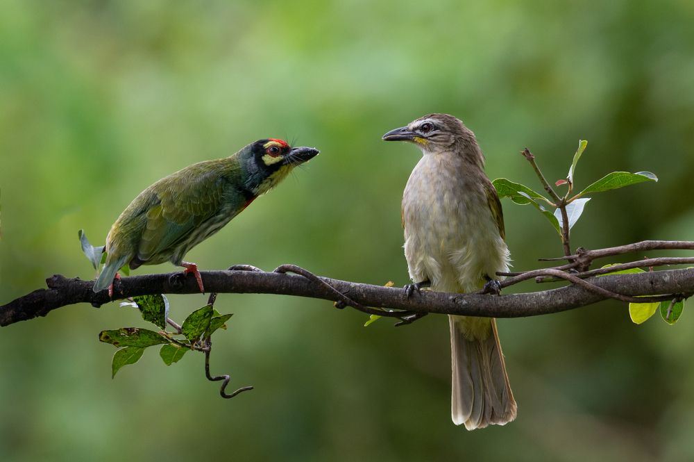 Photograph by shibin philip