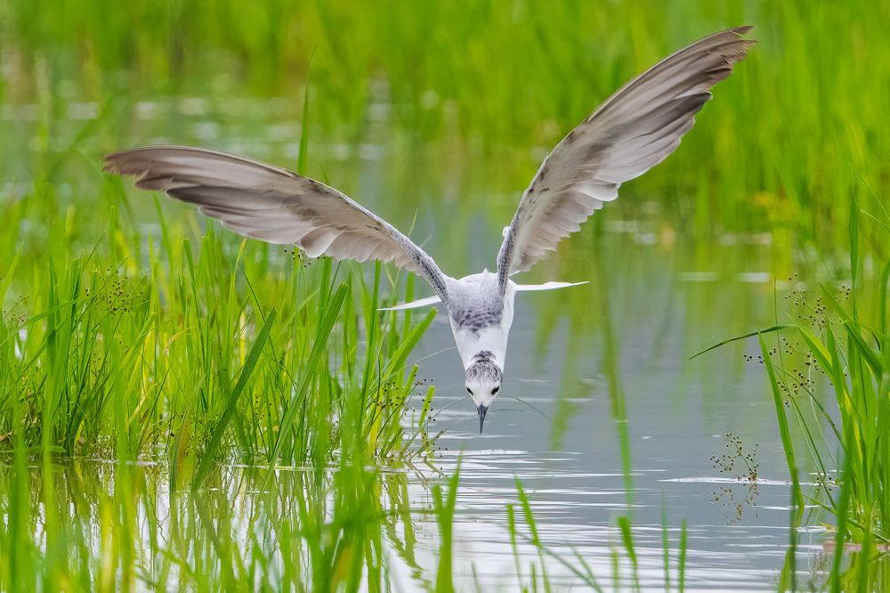 Фотография автора Pham Anh Vu