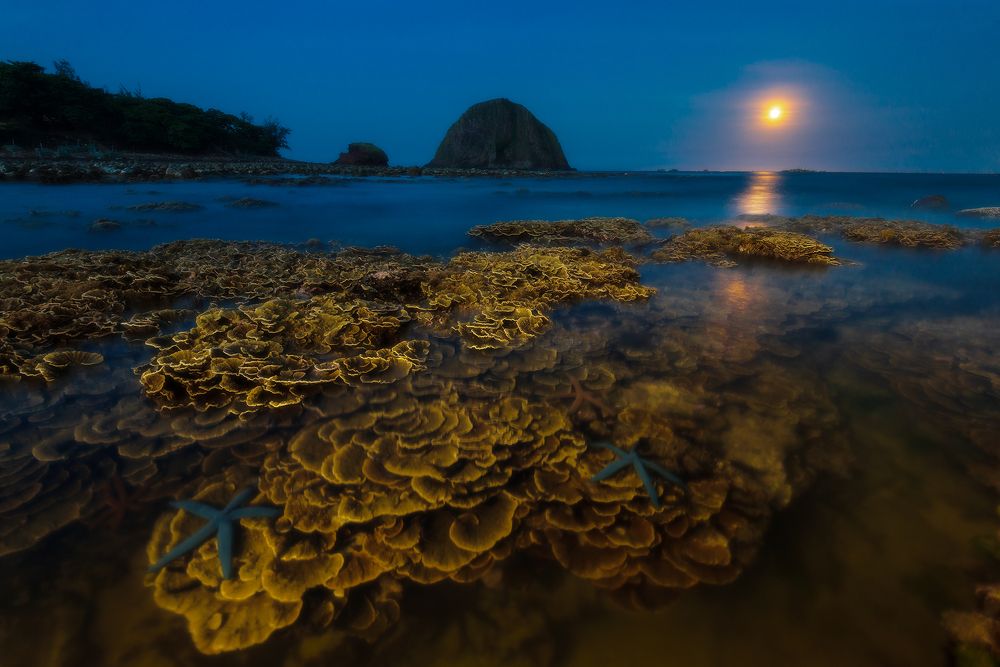 San hô ở Hòn Yến trong đêm trăng