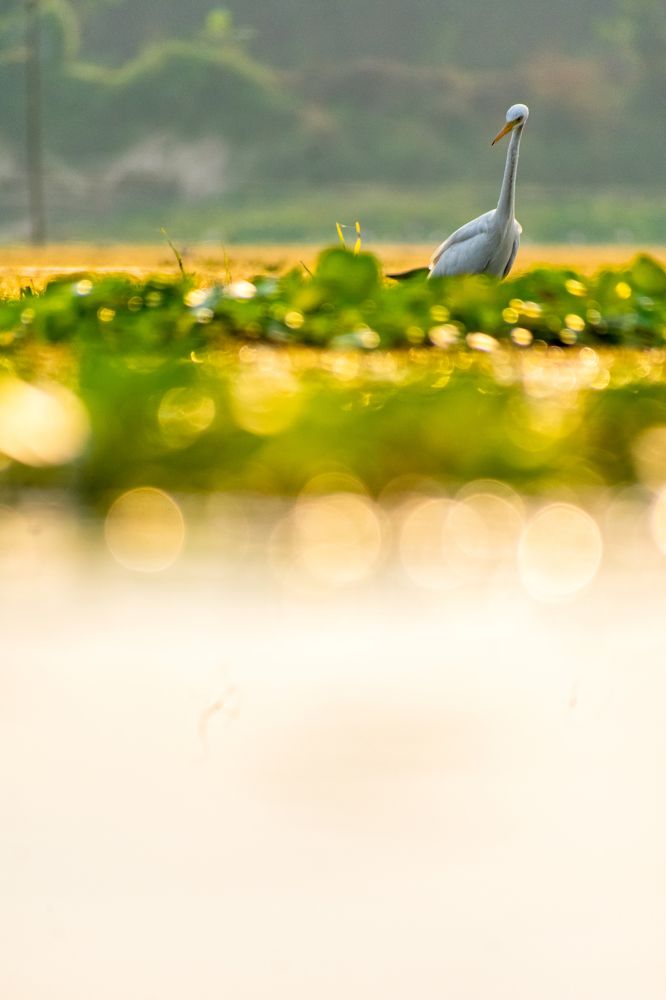 Egret in golden hours