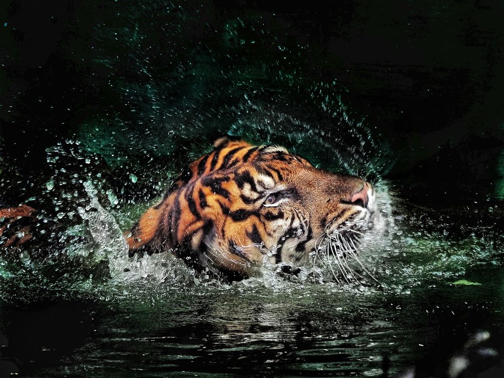 Bathing Tiger