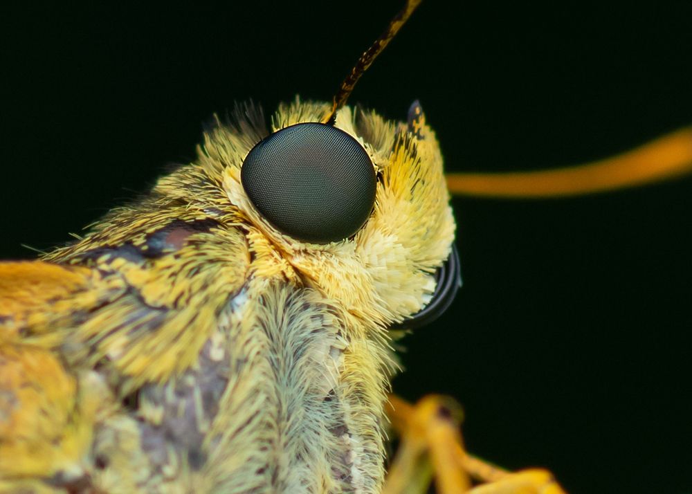 Photograph by Pinak Paul