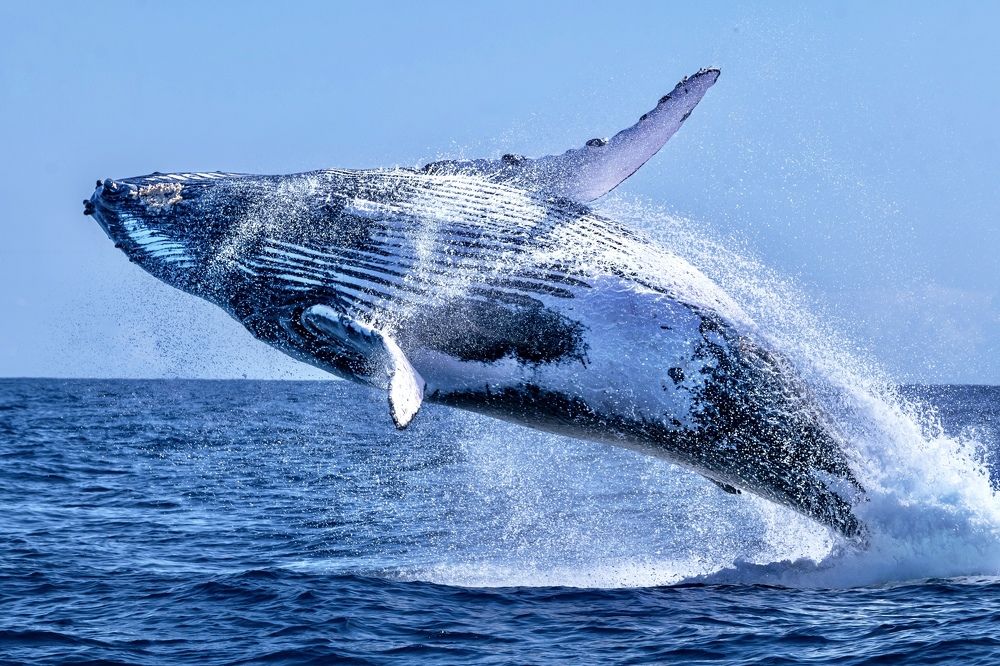 Photograph by Serge Melesan