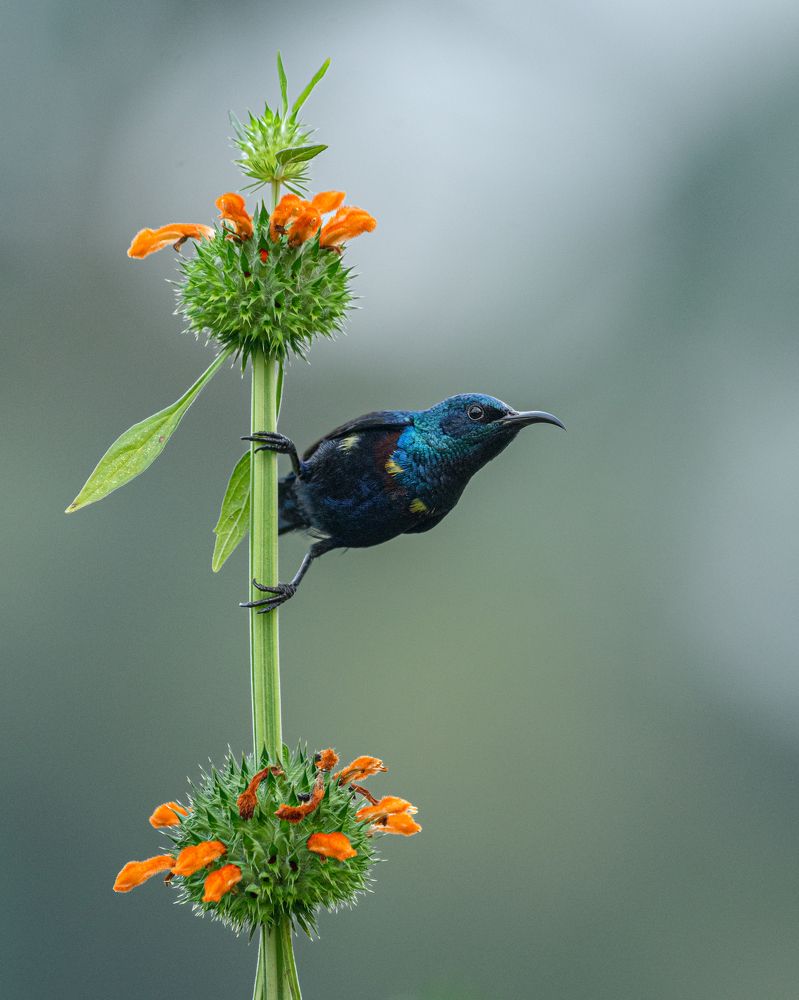 Purple Sunbird