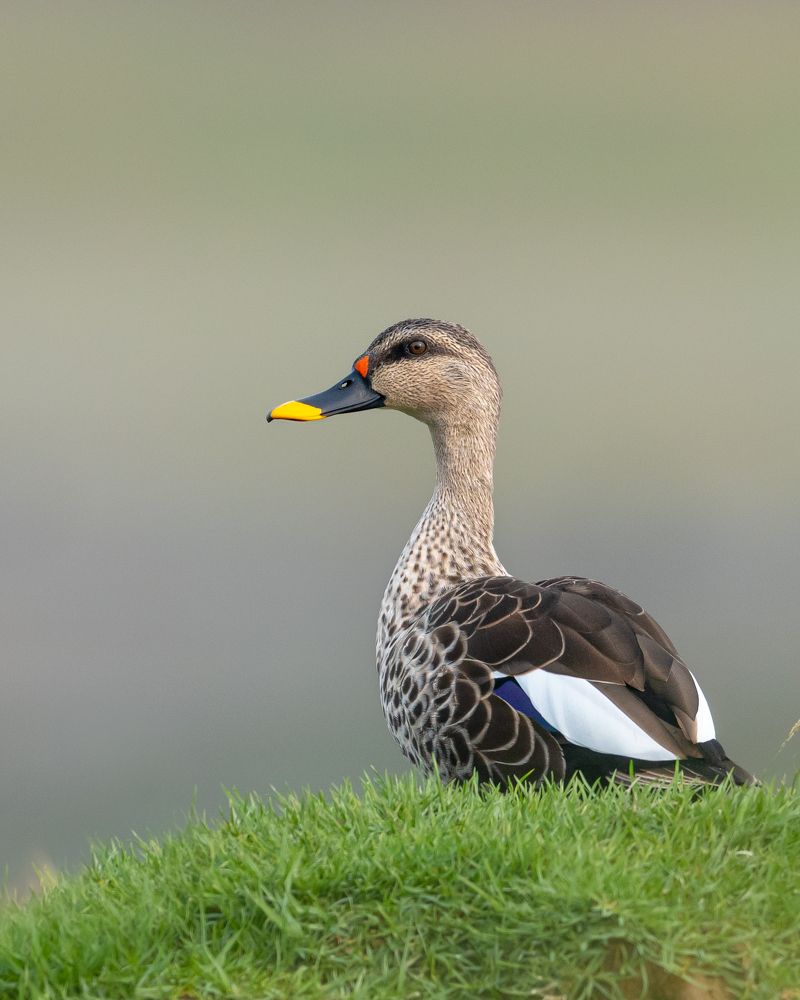 Indian Spot-billed Duck