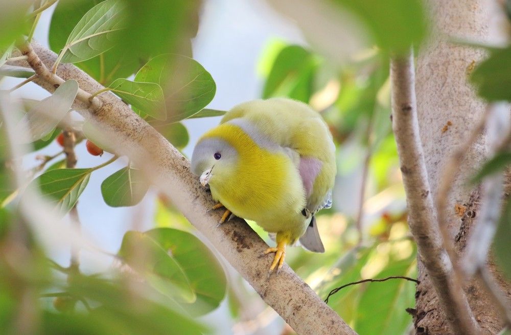 Фотография автора RODRICK RAJIVE LAL