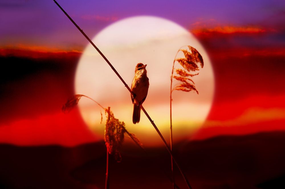 Вечерняя песня