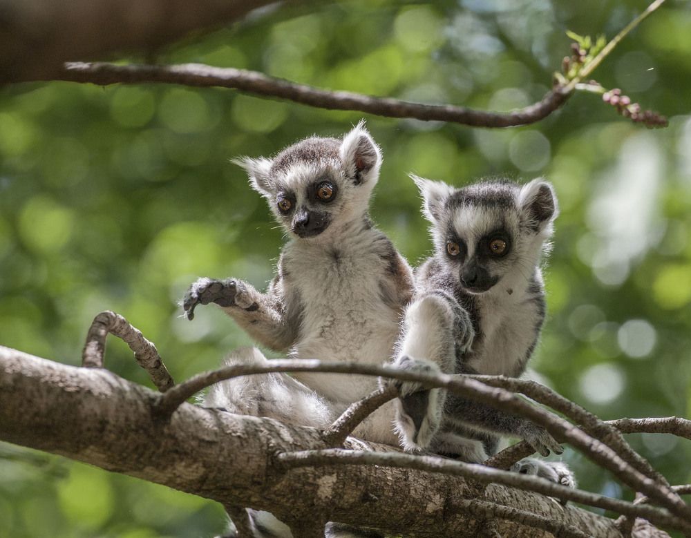 Фотография автора Oskars Smelins