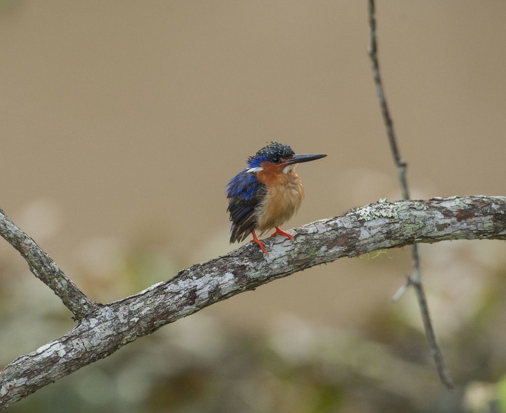 Фотография автора Oskars Smelins