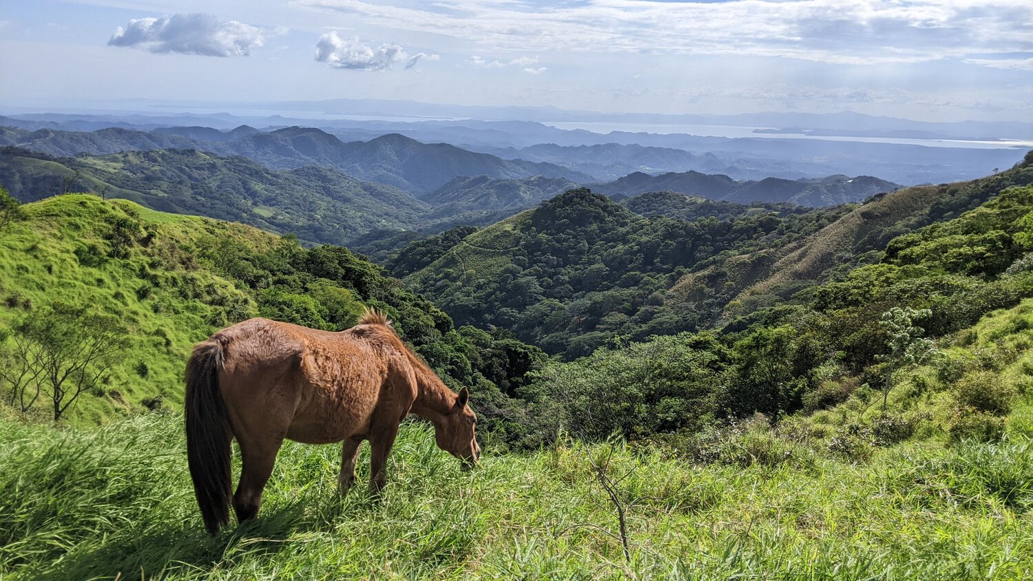 Horse grazing in bright sunny landscape