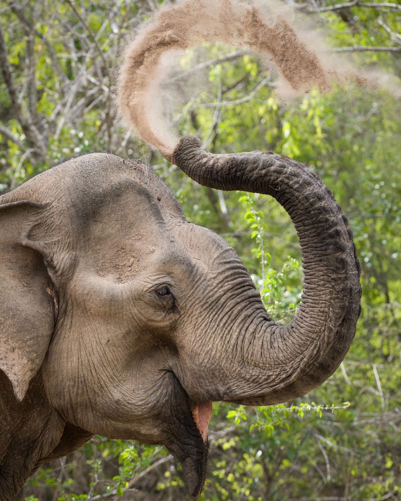 Photograph by Nilanka Amugoda Ruhunage