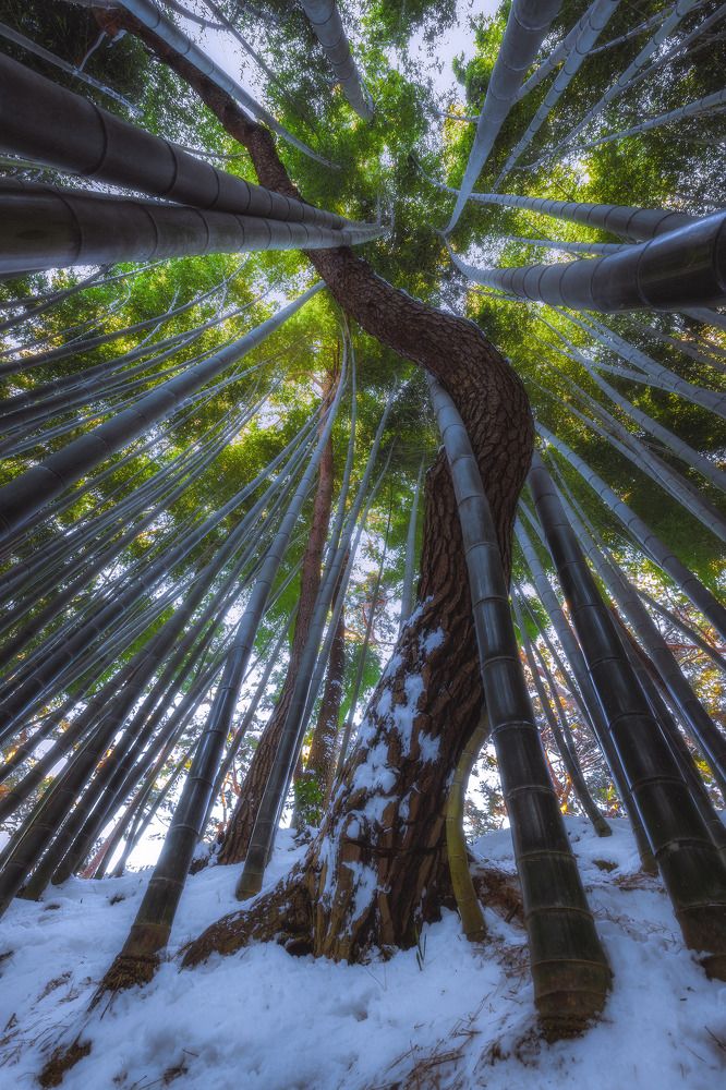 The tree is winding in the row of bamboo trees
