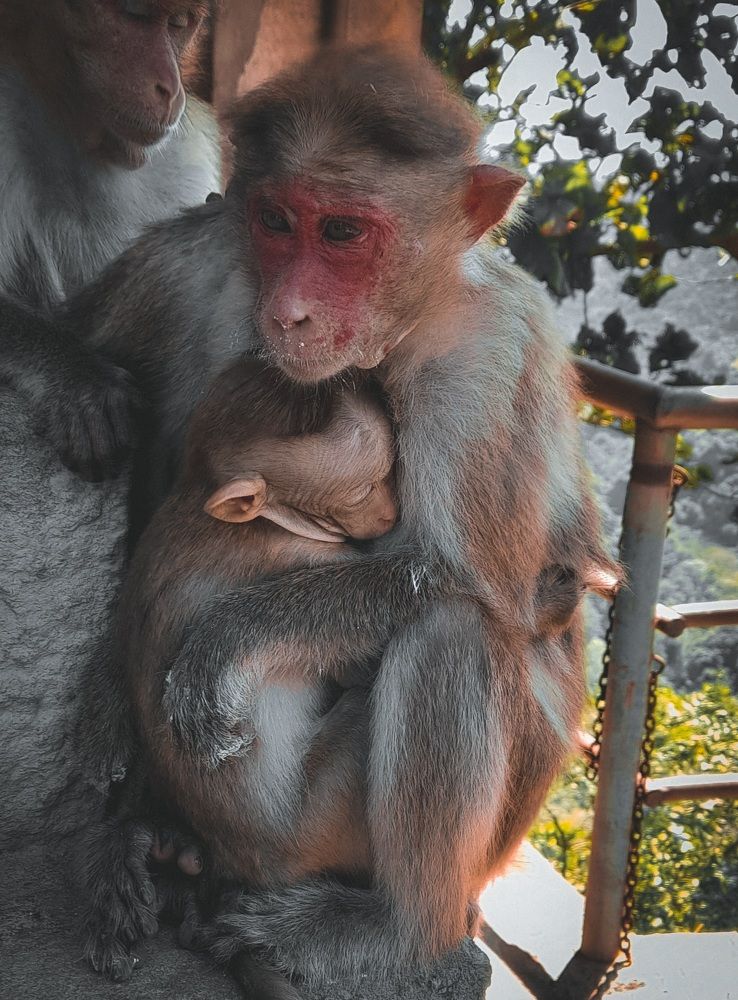Photograph by Pratheek Nayak