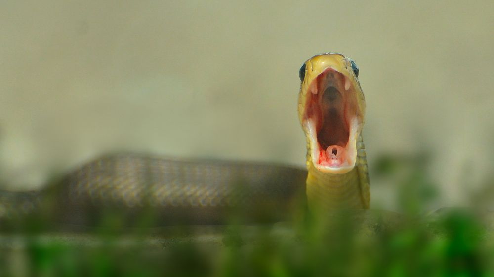 Photograph by Sheikh Nafis