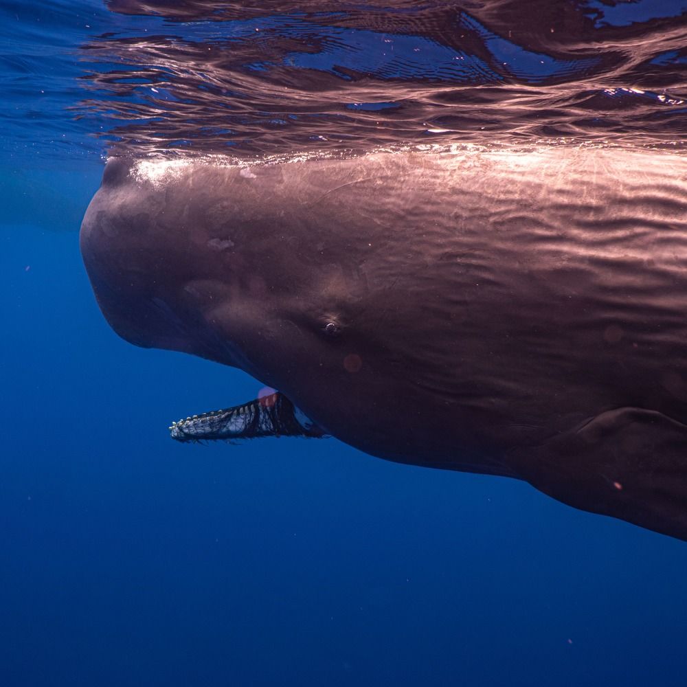 Photograph by Viktor Zvorykin