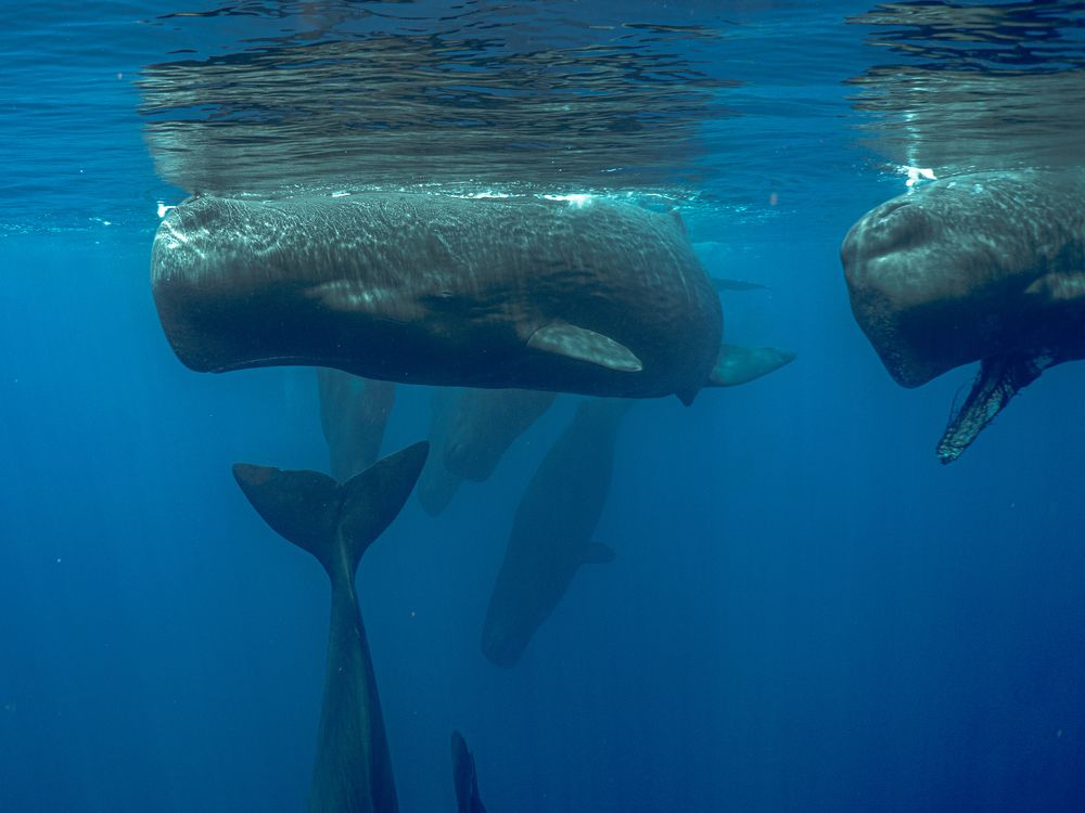 Photograph by Viktor Zvorykin