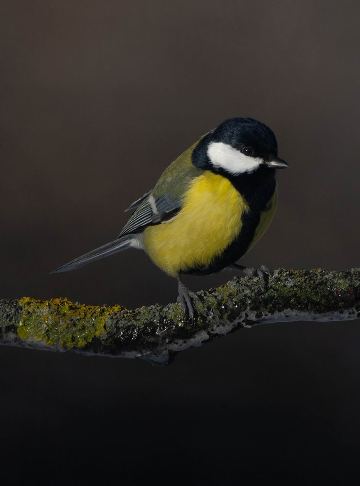 Photograph by Алексей Солоухин