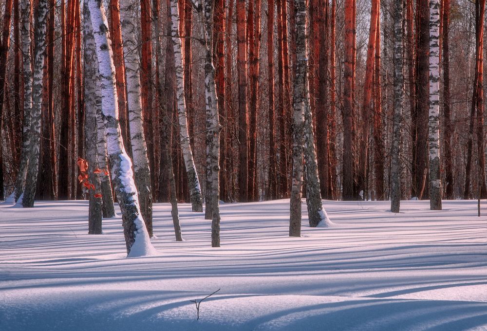 Photograph by Вера Петри
