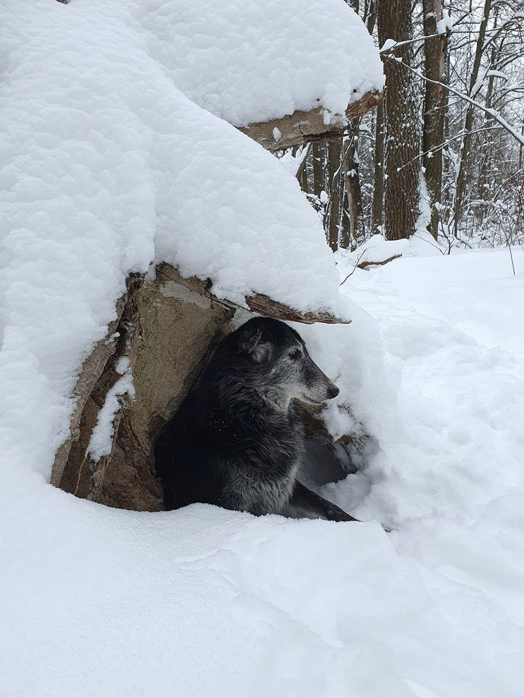 Фотография автора Надежда Лисицына