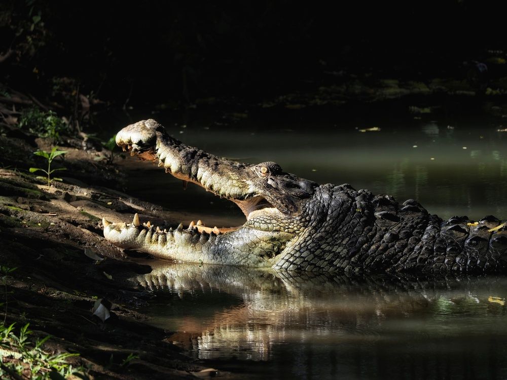 Photograph by Putra Igo