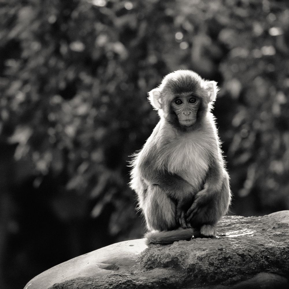 Photograph by RITVIK BHARDWAJ