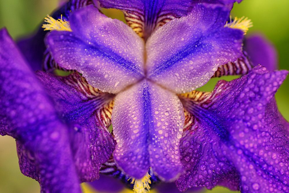 Photograph by Mário C.