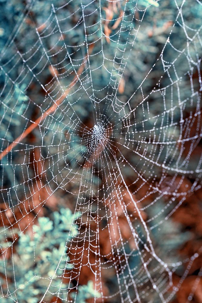 Photograph by Mário C.