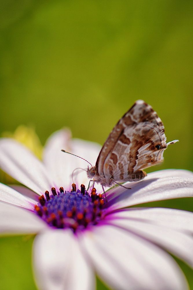 Photograph by Mário C.