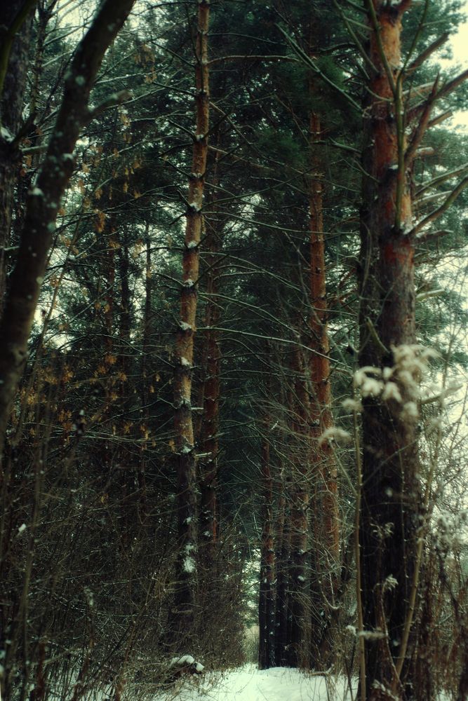 Photograph by наталья залогина