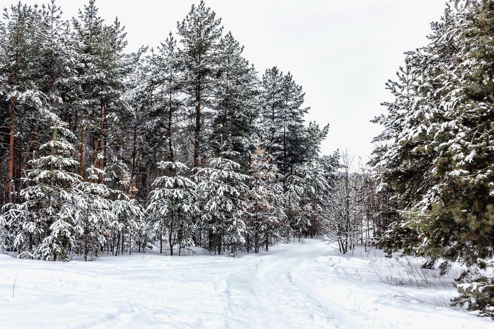 В лесу утром
