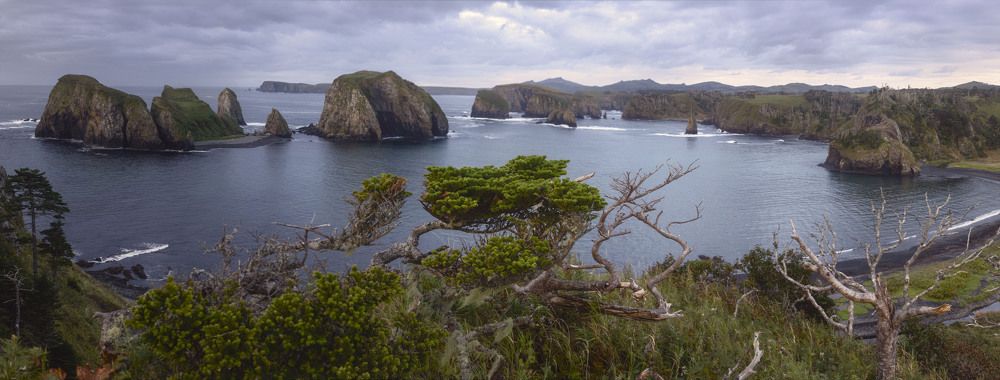 Пихта на ветру.